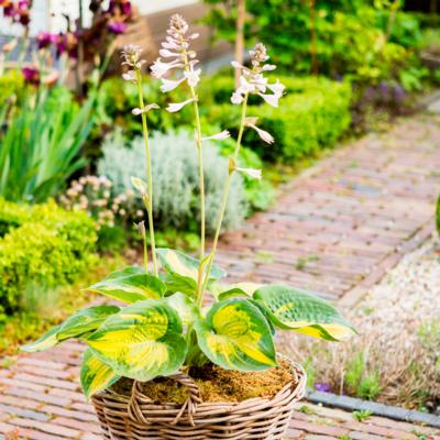 Hosta 'Alligator Alley'